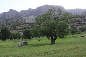 جنگل‌ها و مراتع چهارمحال و بختیاری در معرض نابودی