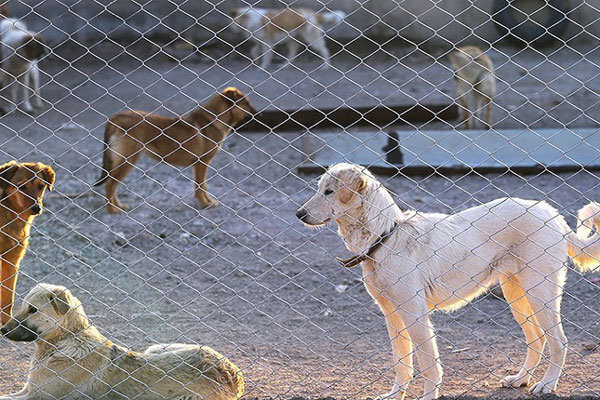 واکسیناسیون سگ‌های بی‌پناه در بندرعباس