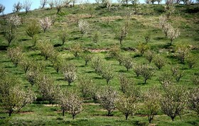 کشاورزی در چهارمحال و بختیاری آری یا خیر؟