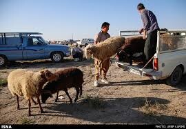 آمادگی ۷ پایگاه کمیته امداد در چهارمحال‌وبختیاری جهت ذبح و توزیع دام