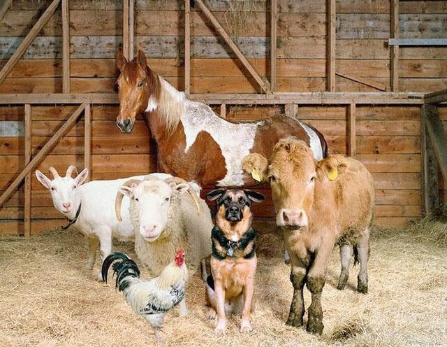 نگهداری دام در منازل شهری ممنوع است