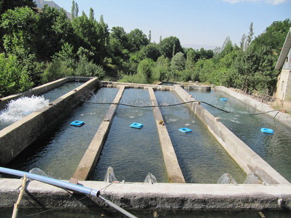 پیش‌بینی تولید ۱۱ هزار تن ماهی در کردستان تا پایان امسال
