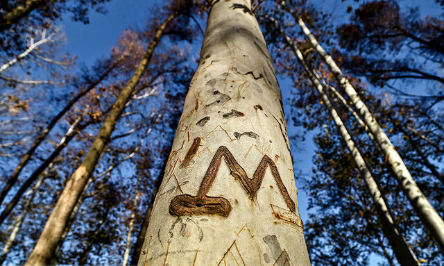 یادگاری‌هایی که به قیمت جان درختان تمام می‌شوند