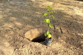 تعهد چهارمحال و بختیاری از طرح "کاشت یک میلیارد درخت" ۱۰ میلیون اصله است