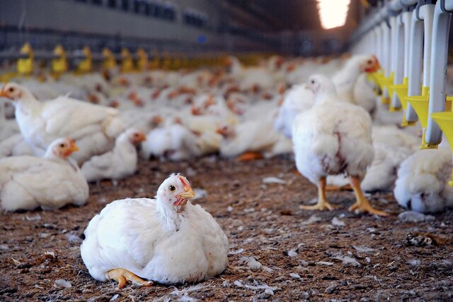احیا ۱۶ واحد مرغداری نیمه تکمیل/ تولید ۸ هزار تن گوشت مرغ در لرستان