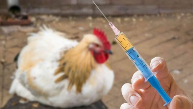 تزریق واکسن آنفلوآنزای فوق حاد پرندگان در چهارمحال و بختیاری به طور ۱۰۰ درصد