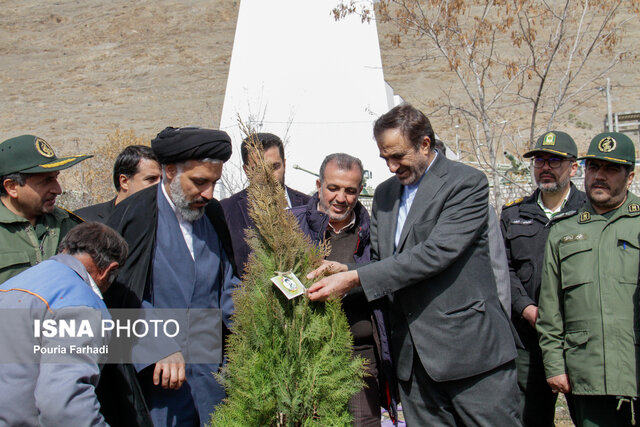 کاشت درخت به نام شهدا در بام ایران+ عکس