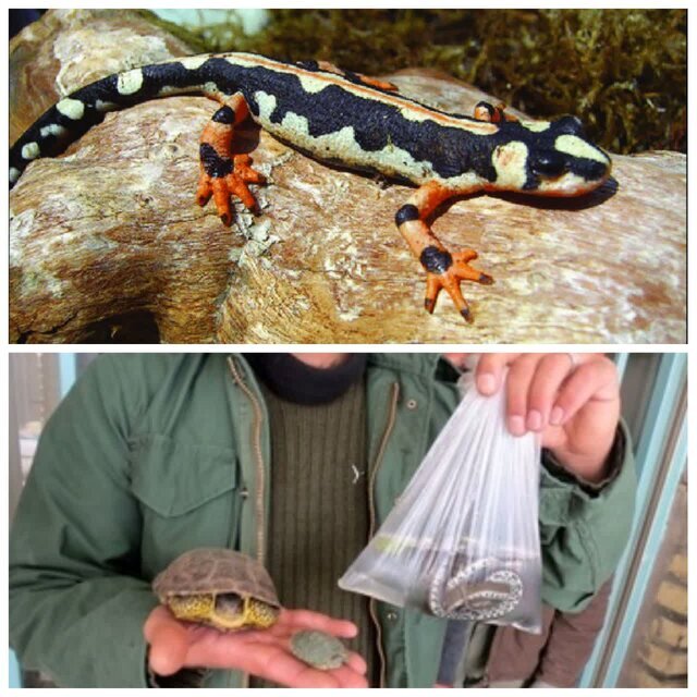 برخورد با متخلفان خرید و فروش گونههای جانوری وحشی در چهارمحال و بختیاری برخورد با متخلفان خرید و فروش گونههای جانوری وحشی در چهارمحال و بختیاری