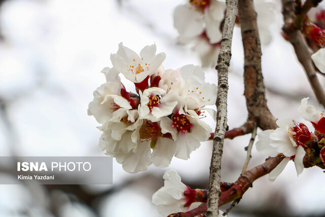 شکوفه‌های بهاری در شهرستان سامان