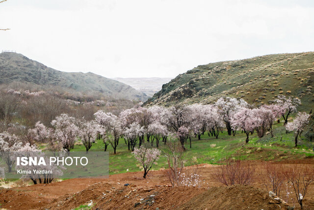 شکوفه‌های بهاری در شهرستان سامان