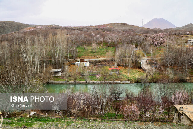 شکوفههای بهاری در شهرستان سامان