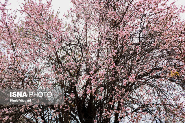 شکوفه‌های بهاری در شهرستان سامان
