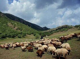 ۶۵ درصد سطح چهارمحال و بختیاری تحت پوشش مراتع قرار دارد