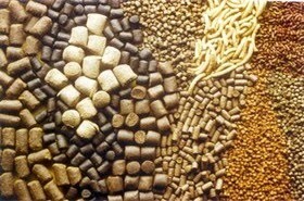 صادرات ۱۸ هزار تن خوراک آبزیان از فارس 