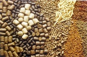 صادرات ۱۸ هزار تن خوراک آبزیان از فارس 