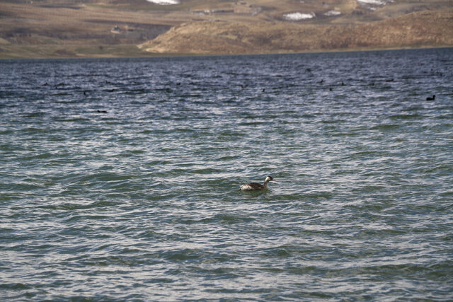 تالاب بینالمللی چغاخور