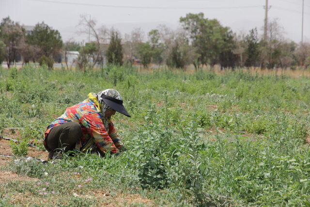 تنها نهالستان چهارمحال و بختیاری؛ تامین کننده نهال حوزه زراعت چوب و فضای سبز