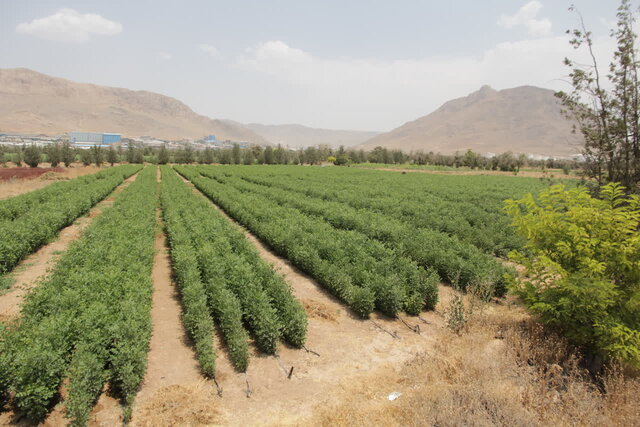 تنها نهالستان چهارمحال و بختیاری؛ تامین کننده نهال حوزه زراعت چوب و فضای سبز