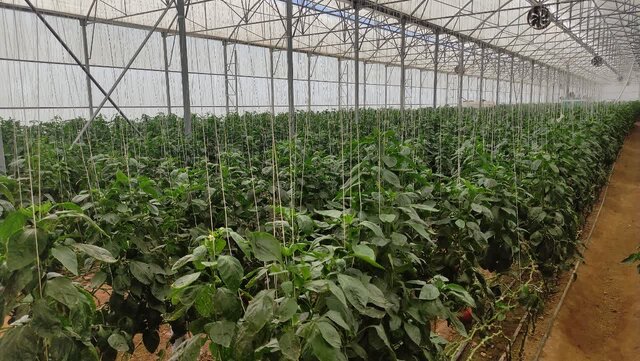 بهرهبرداری از ۶ پروژه بخش کشاورزی در شهرستان خانمیرزا