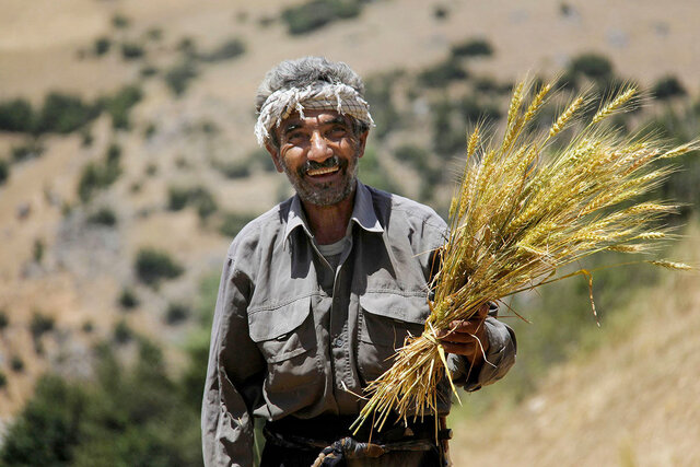 پرداخت ۳۰۳ میلیارد تومان مطالبات گندمکاران خراسان جنوبی