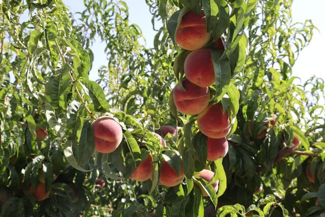 آغاز برداشت هلو از باغات چهارمحال و بختیاری/ ضرورت ایجاد صنایع تبدیلی و تکمیلی برای ضایعات هلو