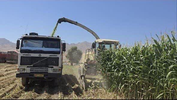 پیشبینی برداشت ۴۰۰ هزارتن ذرت علوفهای در چهارمحال و بختیاری