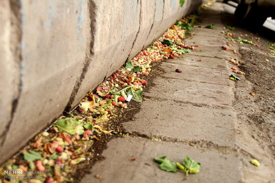 آیا کاشت درخت توت و سایرگونههای مثمر در بلوارهای شهری اشتباه است؟