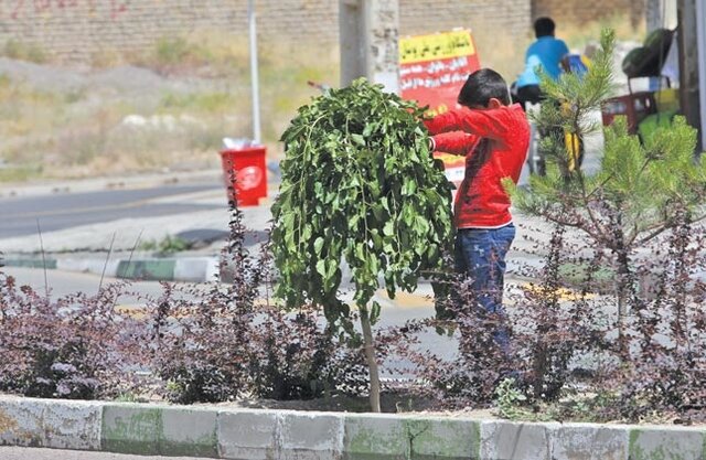 آیا کاشت درخت توت و سایرگونههای مثمر در بلوارهای شهری اشتباه است؟