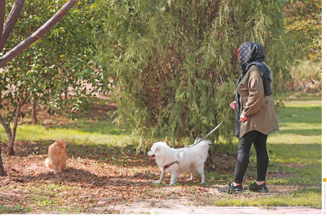 سگگردانی؛ نمایشی از جنس خودنمایی در سایه نبود قوانین صریح