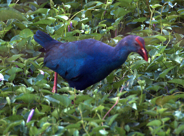 عکس تزیینی است ثبت گونه طاووسک سرخاکستری در تالاب چغاخور