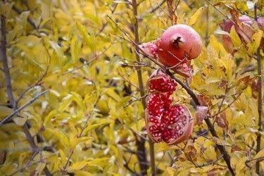 پیشیبینی برداشت ۱۰۰۰ تن انار از باغات چهارمحال و بختیاری