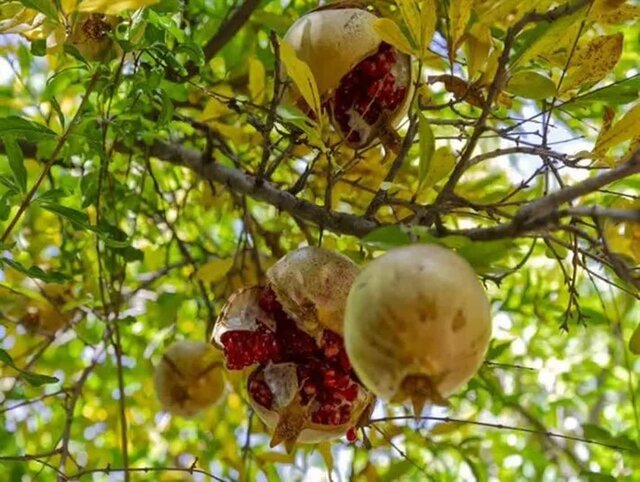 پیشبینی برداشت ۱۰۰۰ تن انار از باغات چهارمحال و بختیاری پیشبینی برداشت ۱۰۰۰ تن انار از باغات چهارمحال و بختیاری