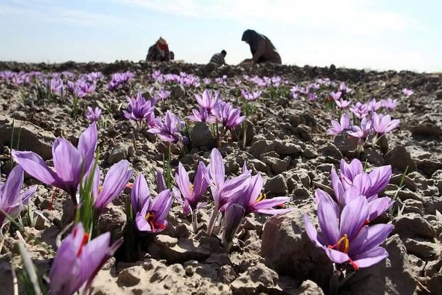 زعفران چهارمحال و بختیاری با برند استان صادر نمی‌شود