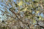یک دکترای محیط زیست: خشکسالی چرخه باززایی جنگل‌های بلوط لرستان را مختل کرده است