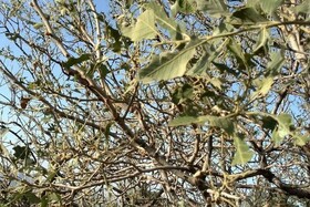 یک دکترای محیط زیست: خشکسالی چرخه باززایی جنگل‌های بلوط لرستان را مختل کرده است