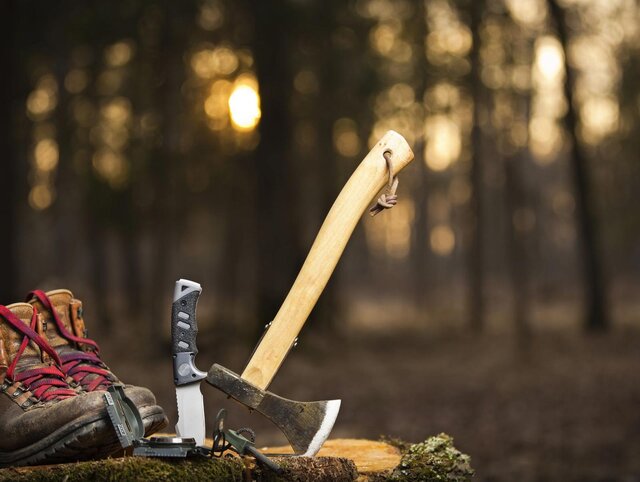 زخم تبرهای بیرحمانه بر قامت درختان بلوط