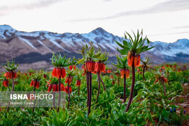 کوهرنگ؛ سرزمینی با طبیعت بکر