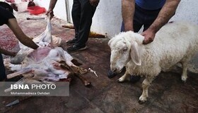 فعالیت ۱۹ اکیپ دامپزشکی قم در عید قربان