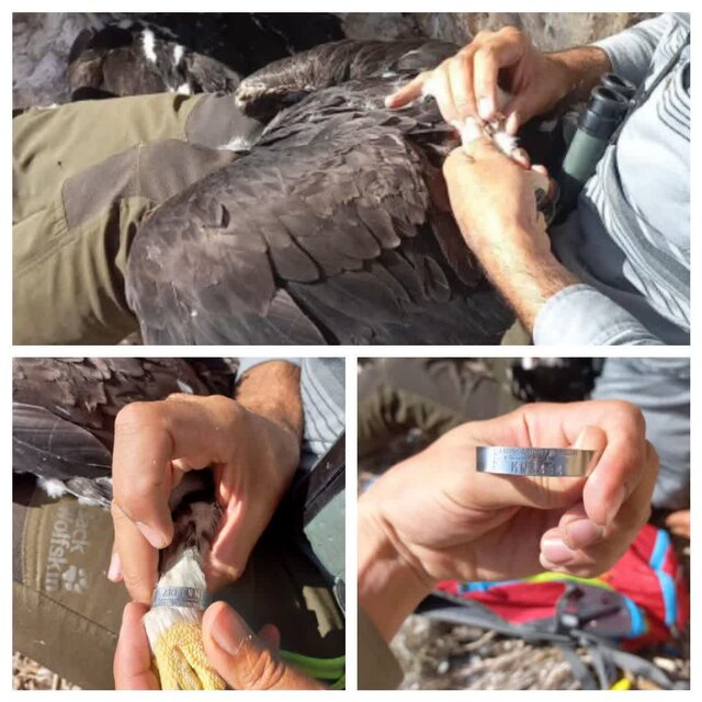 حلقهگذاری سه جوجه عقاب طلایی در چهارمحالوبختیاری حلقهگذاری سه جوجه عقاب طلایی در چهارمحالوبختیاری