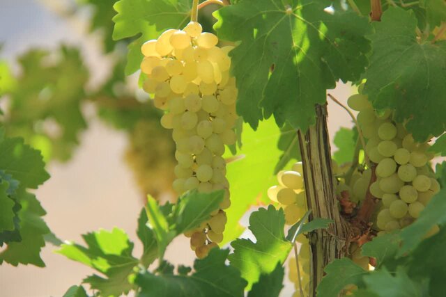 دیررسی و تازه‌خوری انگور، یکی از مشکلات تاکستان‌های چهارمحال و بختیاری