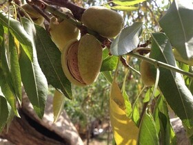 جشنواره بادام، نماد شکوه کشاورزی و تبلور فرهنگ تلاش در چهارمحال و بختیاری