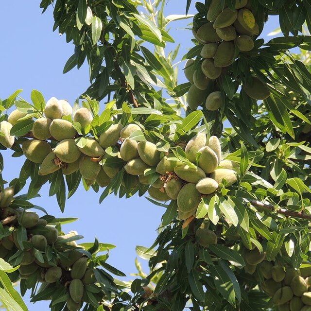 جشنواره بادام در چهارمحال و بختیاری، فرصتی برای تکمیل زنجیره تولید