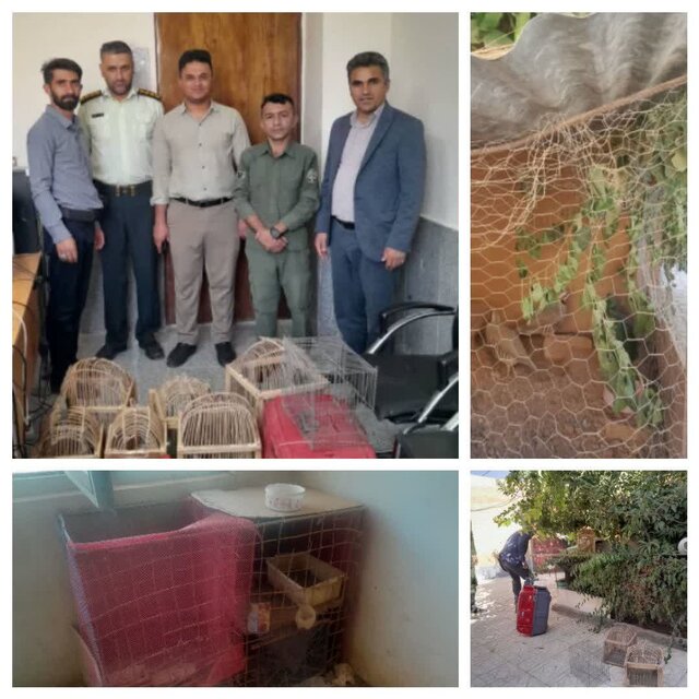 بازداشت شکارچی کبک وحشی در شهرستان لردگان 