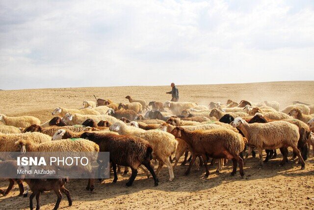صنعت دامپروری زیر تیغ خشکسالی