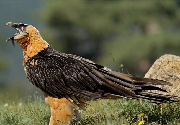 عکس تزئینی است ثبت نخستین زادآوری پرنده هما در منطقه حفاظتشده قیصری