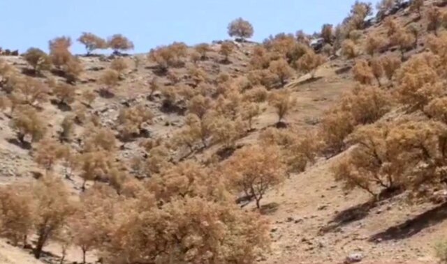 خشک شدن جنگل‌های بلوط موجب تغییر اقلیم و خشکی هوا می‌شود