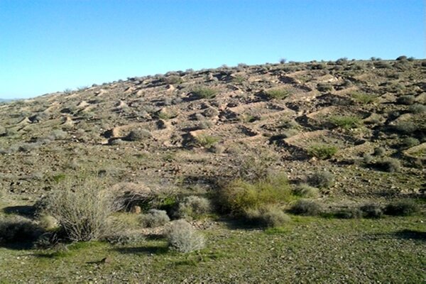 سامانه‌های سطوح آبگیر؛ راهی برای احیای باغات دیم در مواجهه با خشکسالی