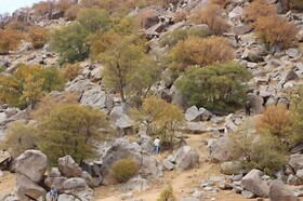 حفظ و احیای جنگل‌های زاگرس نیازمند چیست؟