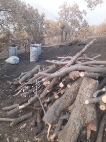 دستگیری متخلفان قطع درختان جنگلی در منطقه سبزکوه