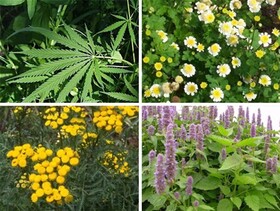 افزایش ۱۰۰ هکتاری سطح زیر کشت گیاهان دارویی در چهارمحال و بختیاری 